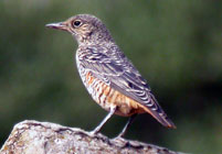 Birds of Madrid, central Spain - Rufous-tailed Rock Thrush &copy; John Muddeman